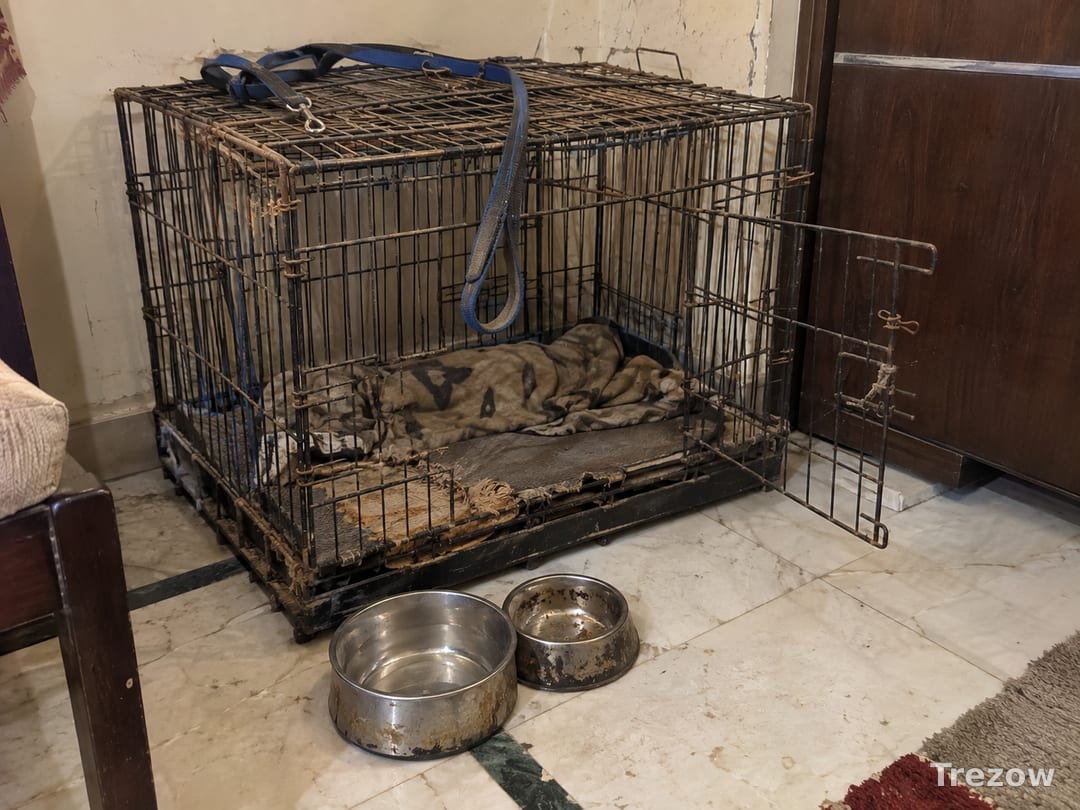 Folding dog crate with bowls and leash