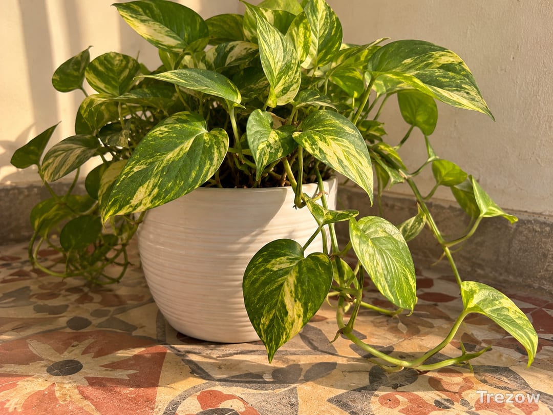 Money plant in white ceramic pot
