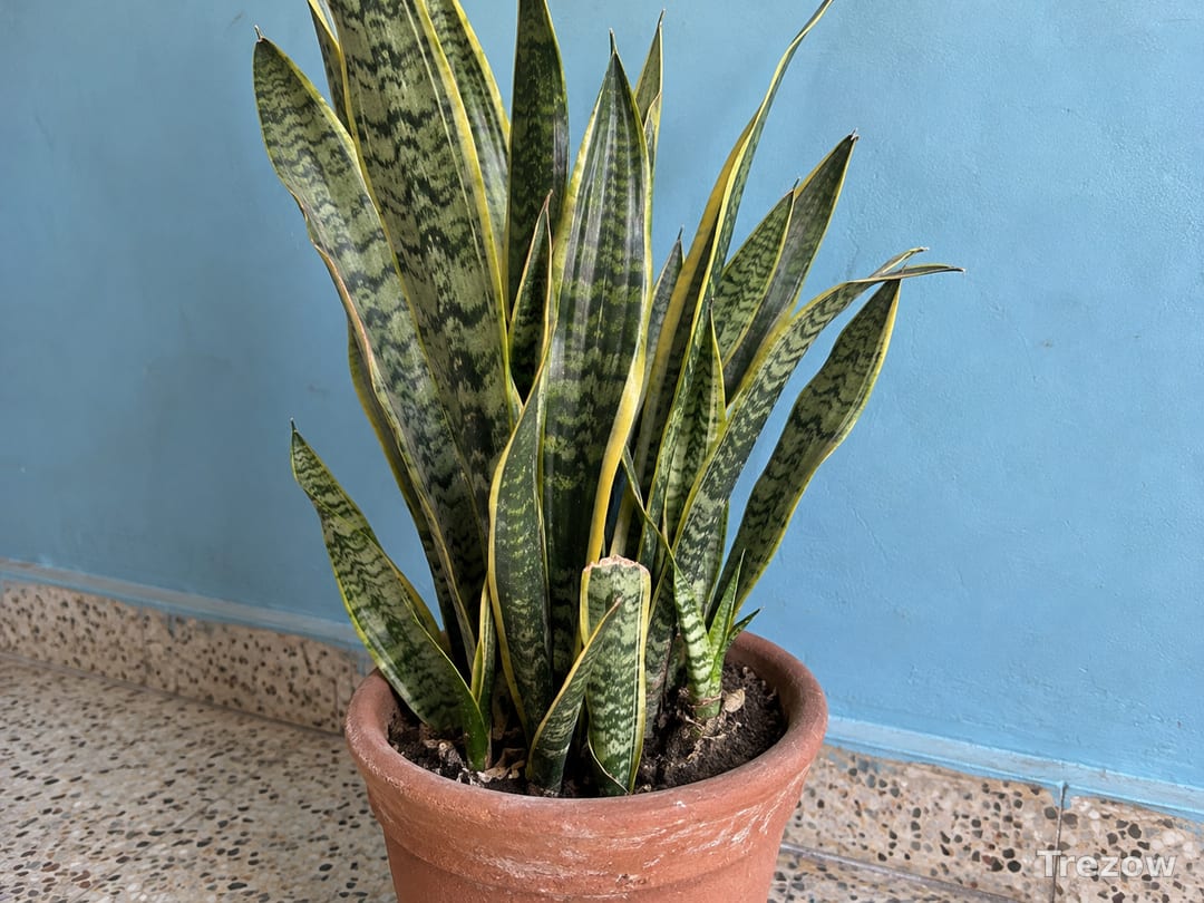 Snake plant in terracotta pot