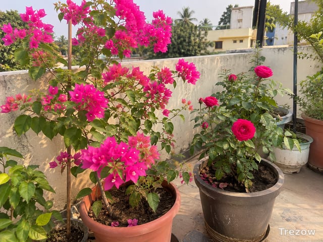Bougainvillea and rose plants in pots — free in Bhubaneswar