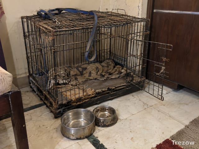 Folding dog crate with bowls and leash