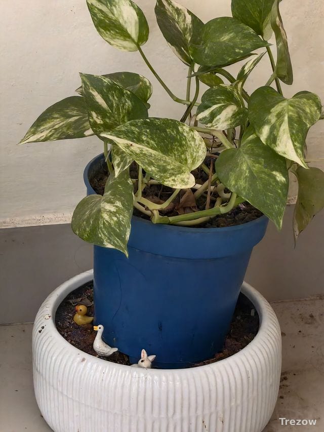 Money plant