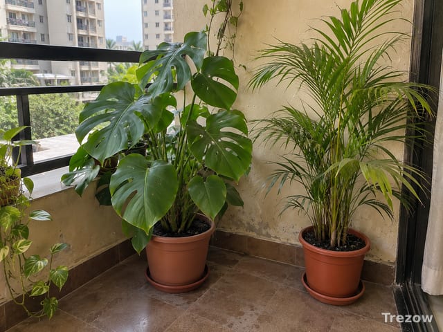 Monstera and areca palm in pots